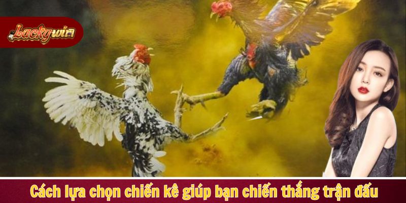 Cách lựa chọn chiến kê giúp bạn chiến thắng trận đấu