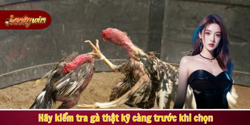 Hãy kiểm tra gà thật kỹ càng trước khi chọn